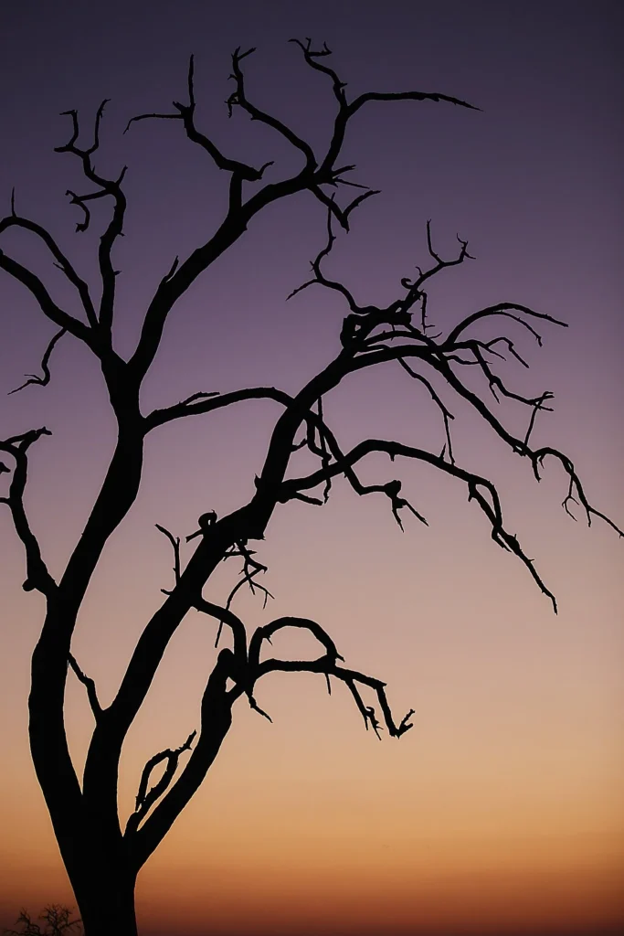 Africa Sunset