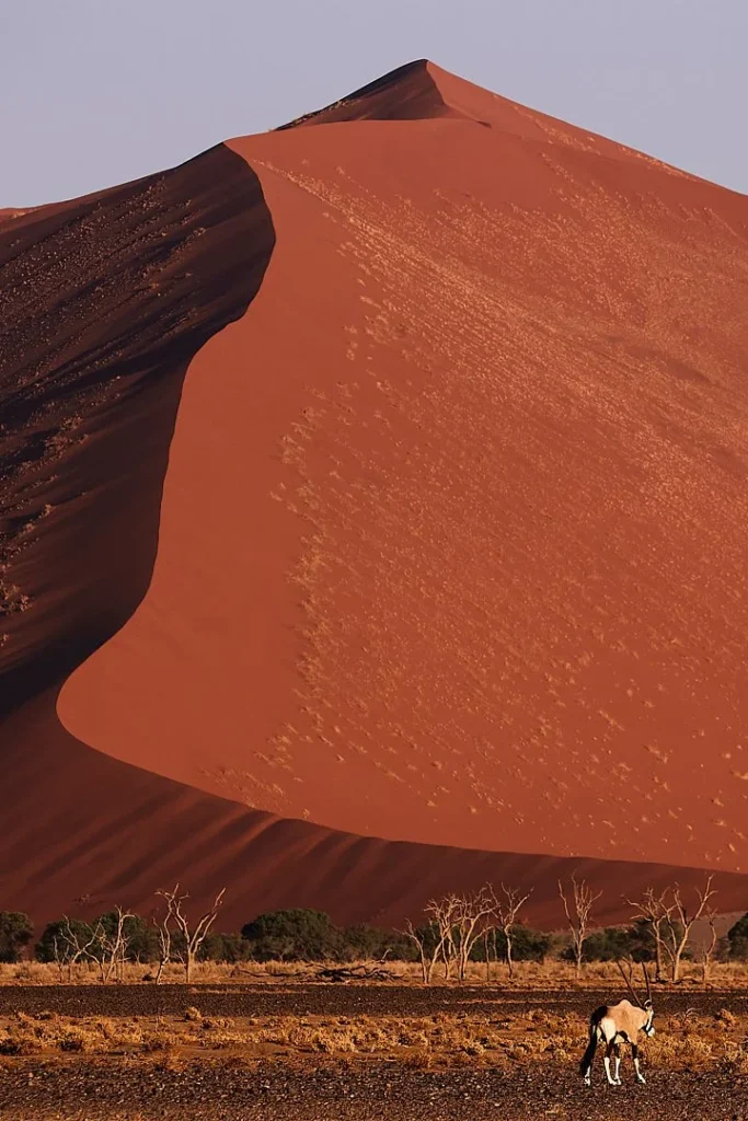 Oryx